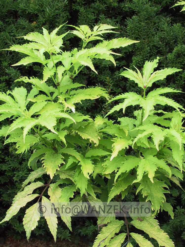 Sambucus racemosa Sutherland Gold 01.jpg